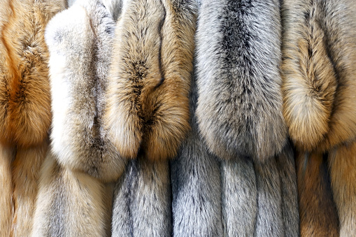 Many beautiful fur skins of different colors as a background.