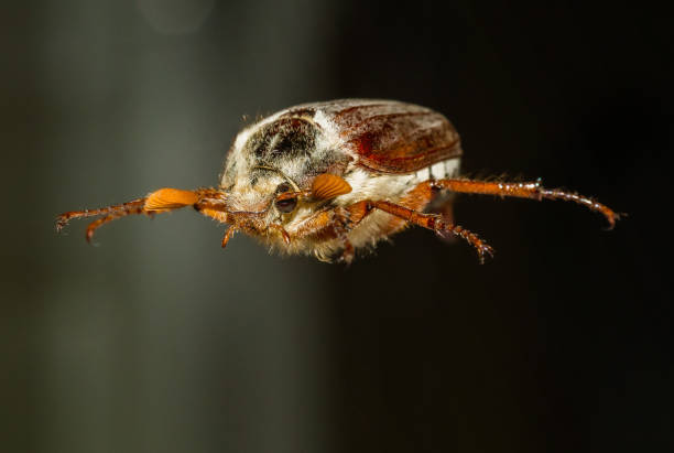 istock Phyllopertha horticola on dark background, close up 1133516591