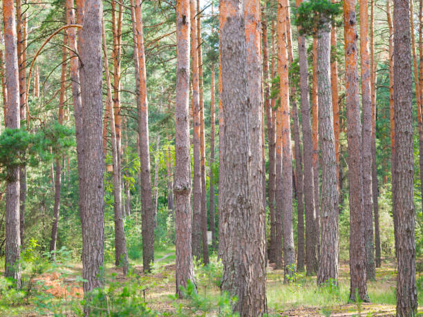istock spruce forest, pinery, pine forest, Pine Tree, Fairy Forest. Forest landscape 1133517845
