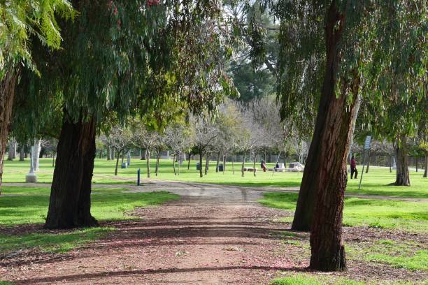 istock Puddles in the Park 1133519176