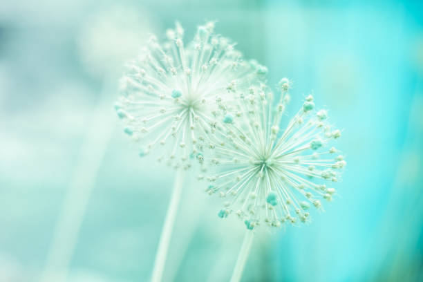 istock Two round spiky flowers seed head on a green background 1133520711
