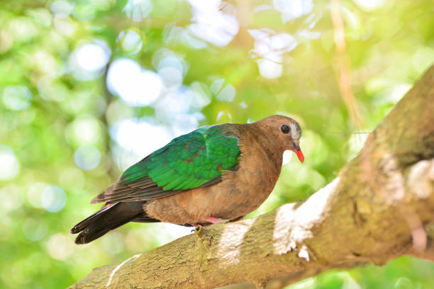 istock Common asian emerald bird dove green wing sitting on branch tree nature 1133521361
