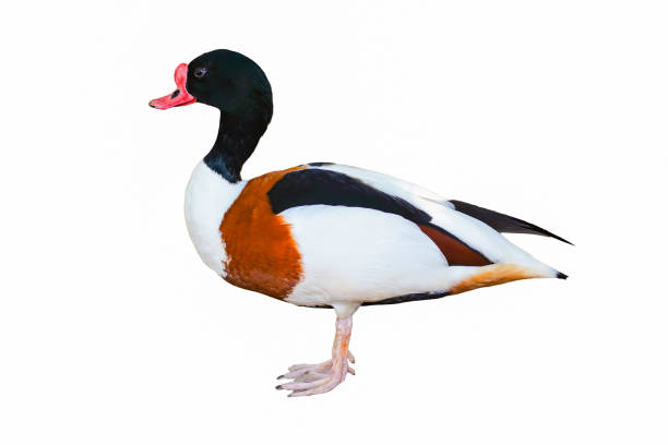 istock Colourful mallard duck isolated on white background 1133521382