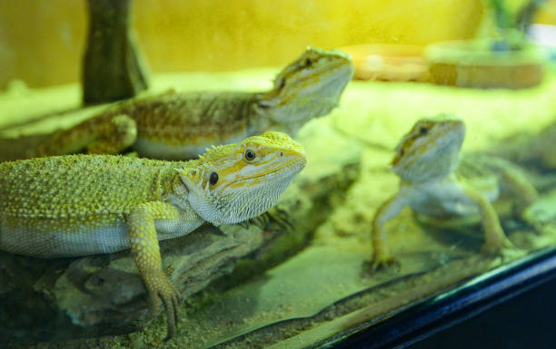 istock bearded dragons lying on ground - australian lizard kind of desert lizard 1133521390