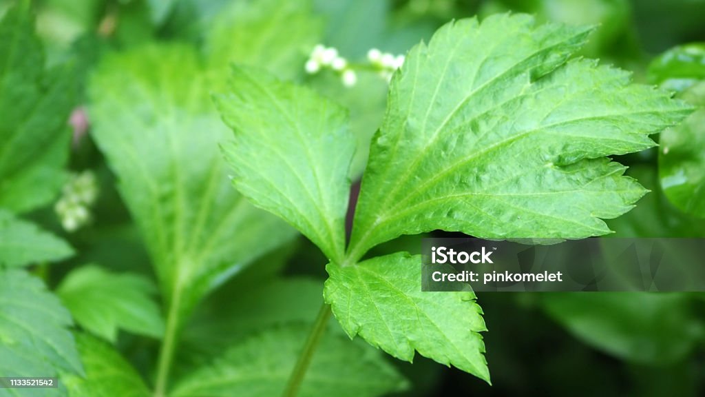 Nahaufnahme grün weißes Mugwort Blatt, asiatisches Kraut und Gemüse - Lizenzfrei Artemisia Stock-Foto