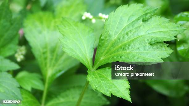 Nahaufnahme Grün Weißes Mugwort Blatt Asiatisches Kraut Und Gemüse Stockfoto und mehr Bilder von Artemisia