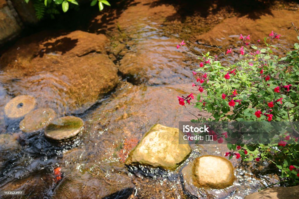 Brook Flower, It is a beautiful creek. Bathtub Stock Photo