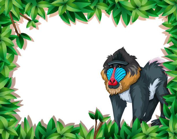 illustrations, cliparts, dessins animés et icônes de un babouin de mandrill sur le cadre de la nature - drill