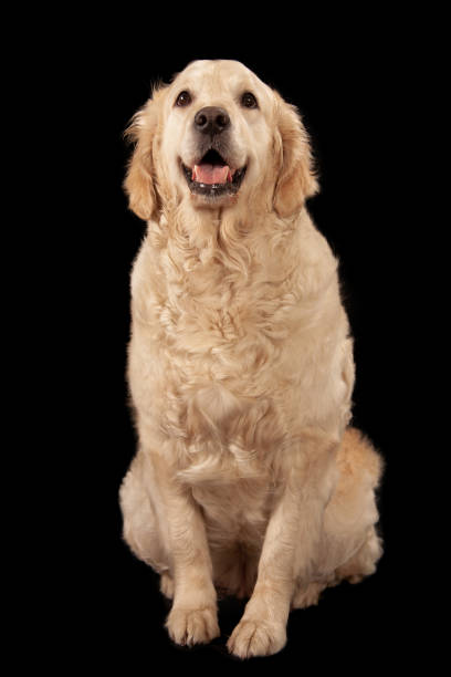 istock Golden Labrador Retriever 1133526014