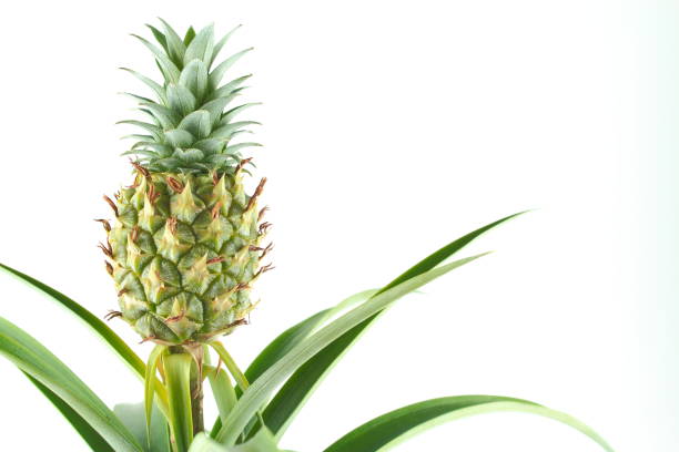 istock fresh pineapple fruit on a pineapple plant (Ananas comosus) isolated on a white background with copy space 1133528016