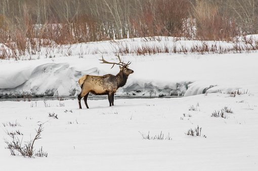 Bull elk standing on snowy day. This is in Lamar Valley in Yellowstone park.