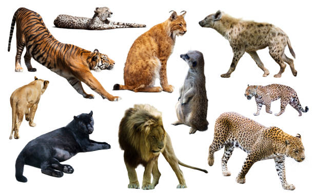 istock Set of wild mammals isolated over white 1133529175