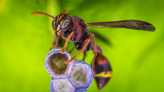 A Yellow Hornet in nest, this picture taken in lime leaf