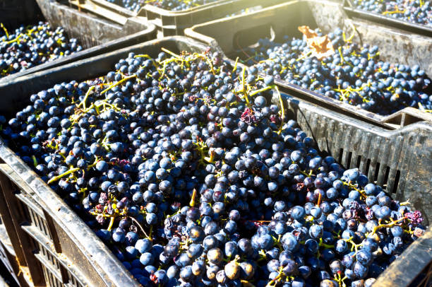 istock Crates of grapes ready to be transformed into wine 1133530536