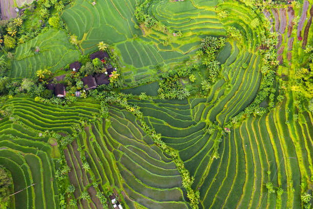 istock Jatiluwih Rice Terraces, Bali 1133530580