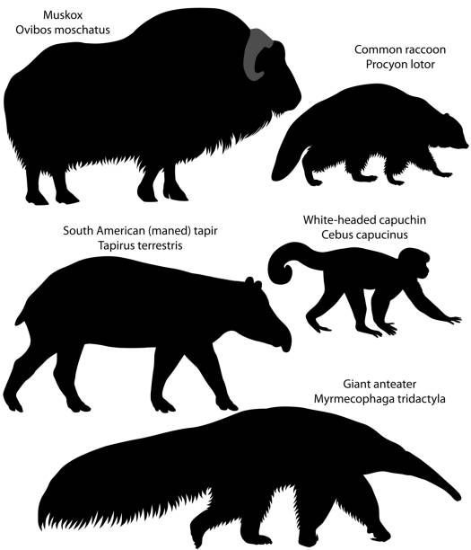 illustrazioni stock, clip art, cartoni animati e icone di tendenza di sagome di animali d'america - tapiro