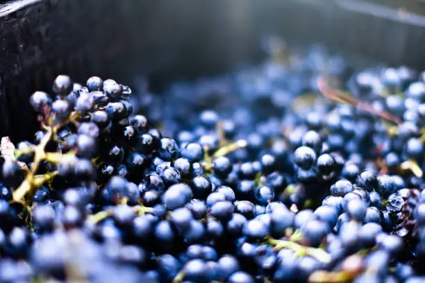 Photo of Ripe red grapes in vinery's metal tank ready for crushing