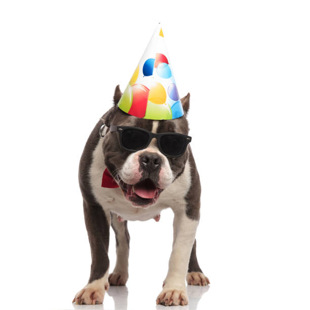 istock curious american bully wearing birthday hat and sunglasses looks down 1133531531