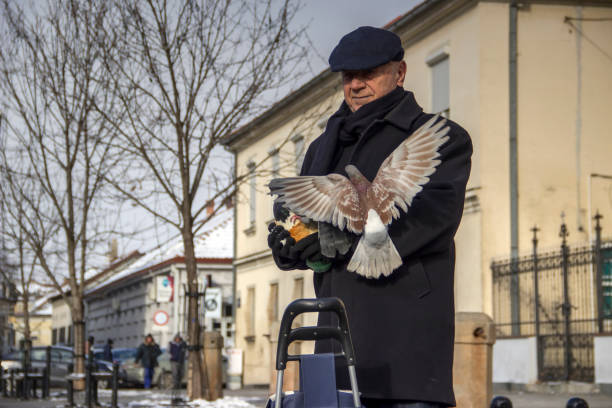 Belgrade, Serbia, January 5th 2019: Elderly gentleman, bird lover, feeding pigeons on Masaryk Square (Masarikov trg) in Zemun.
