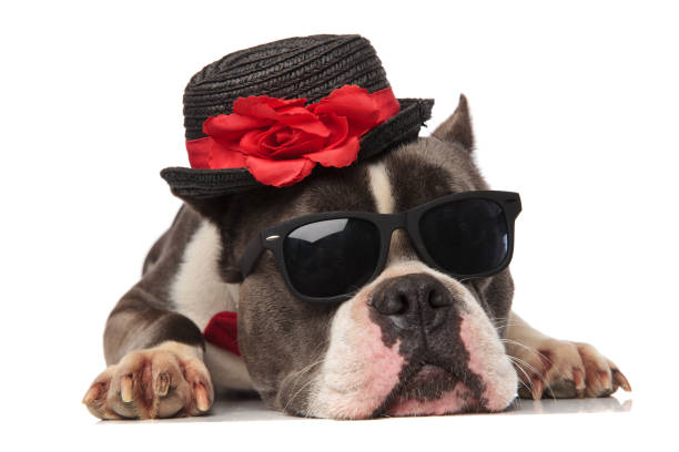 istock elegant american bully with sunglasses and hat lying 1133531567
