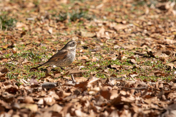 istock Dusky thrush on the ground in early spring. 1133531951