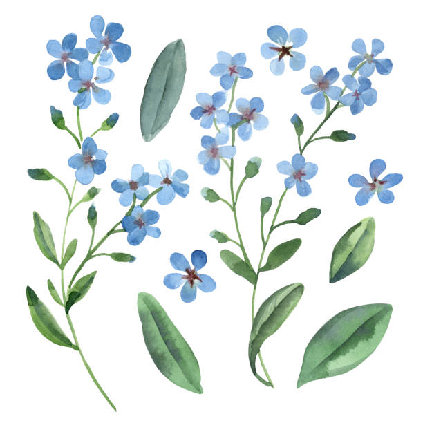 kuvapankkikuvitukset aiheesta vesivärikuvitus. hellävaraiset siniset unohduksen kukat, joissa vihreät lehdet on eristetty valkoiselle pohjalle. - myosotis scorpioides