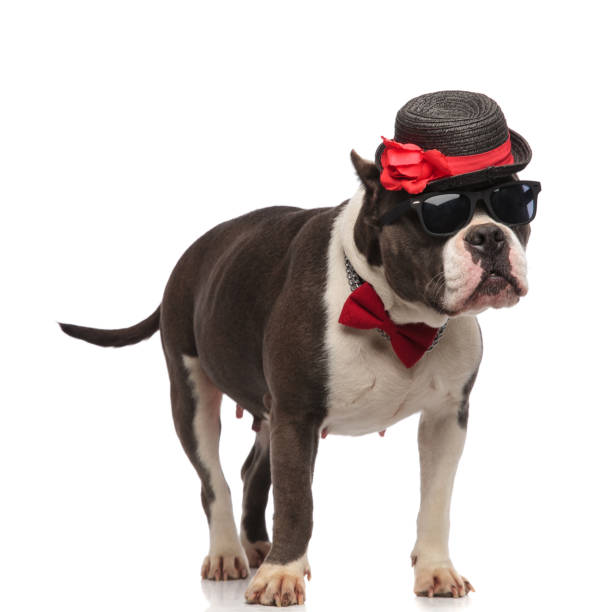 istock cute gentleman american bully with sunglasses looks to side 1133532148