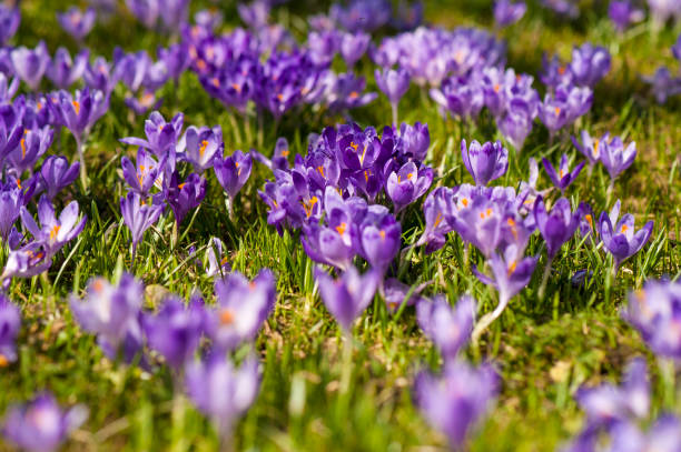 istock Colorful spring landscape in Carpathiands with fields of blooming crocuses. Purple Saffron blossoms on a bright sunny day in the pasture. 1133532190
