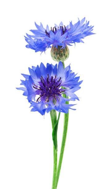 istock Two blue flowers of a cornflower, isolated on a white background. Selective focus 1133532907