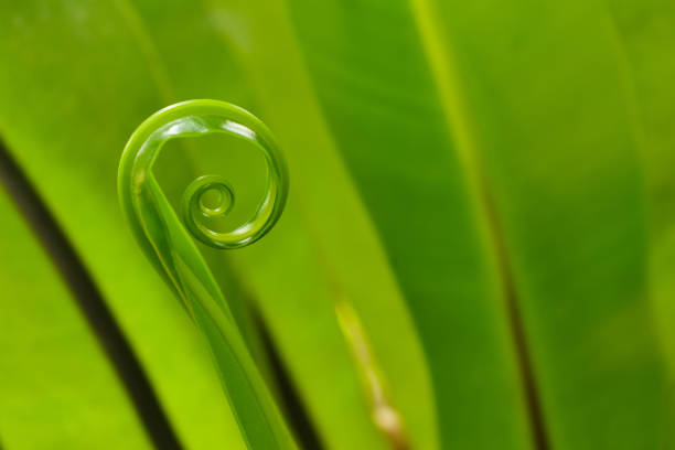 nature details golden section of fern and Fibonacci series