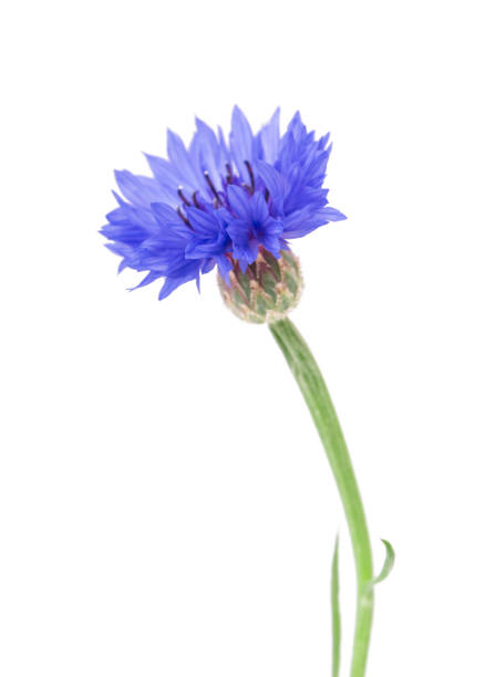istock Beautiful blue cornflower isolated on white background. Selective focus 1133533231