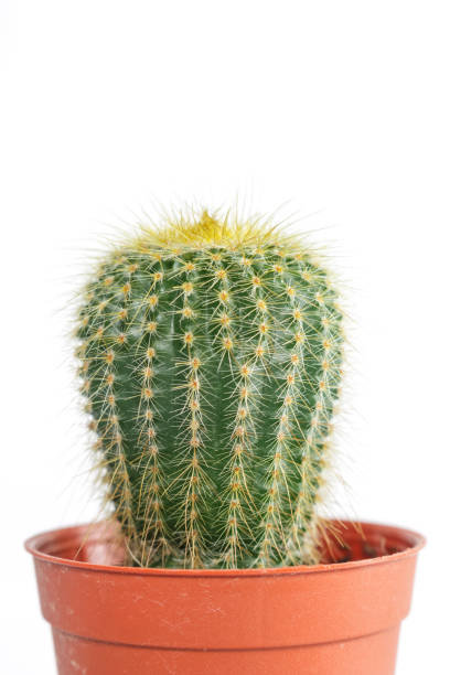 istock cactus in orange pot on white background. 1133533333