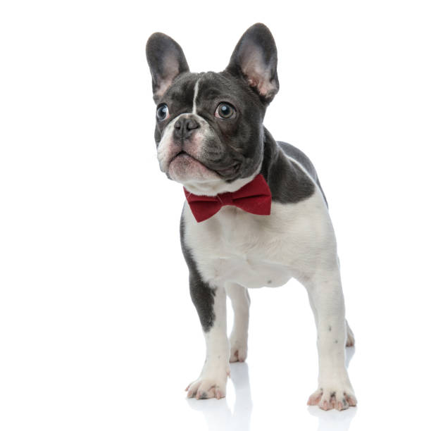 istock french bulldog with red bowtie looking curious 1133534447