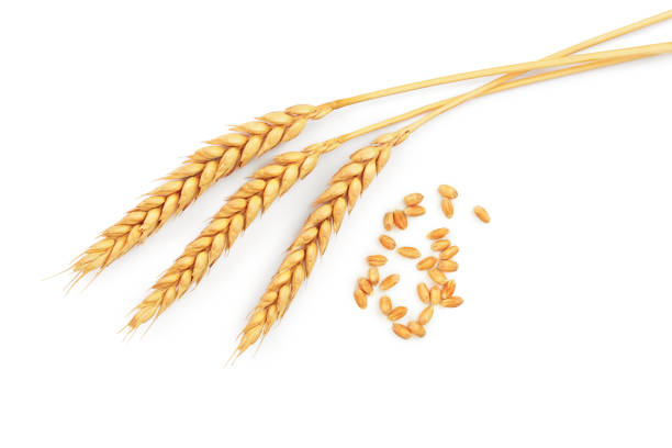 istock grain and ears of wheat isolated on white background. Top view 1133534499