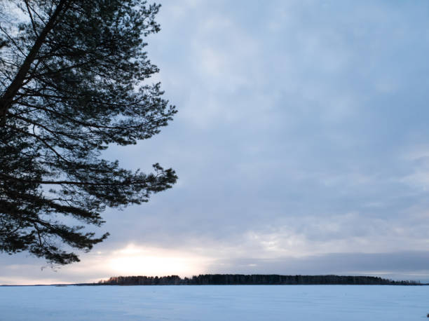 istock Evening forest in winter close-up at sunset 1133534628