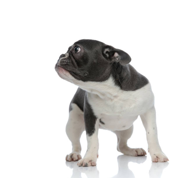 istock french bulldog looking away curious 1133534663