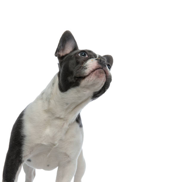 istock french bulldog looking up curious 1133534698