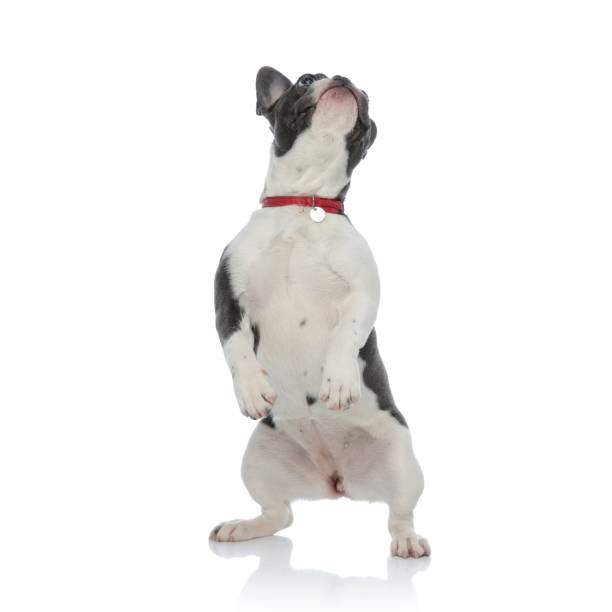 istock french bulldog standing on back legs 1133534802