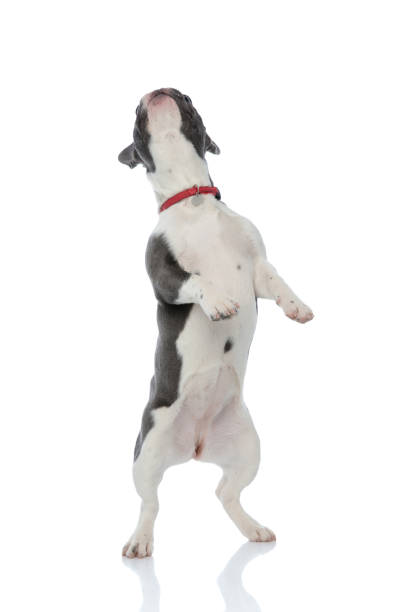 istock french bulldog standing on back legs 1133534842
