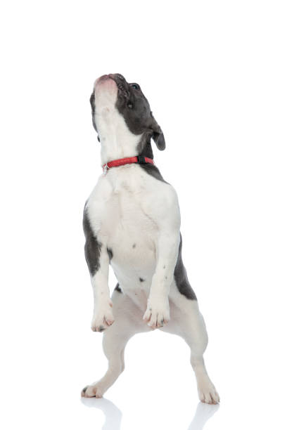 istock french bulldog standing on back legs 1133534860