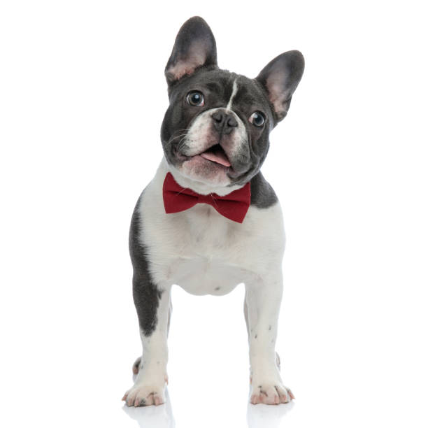 istock french bulldog with red bowtie looking away curious 1133534889