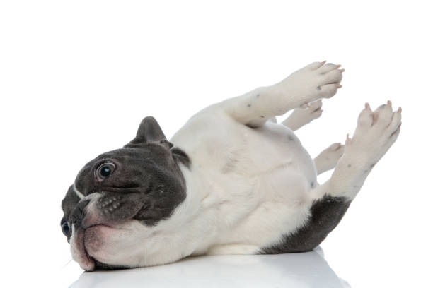 istock french bulldog rolling over down being playful 1133535092