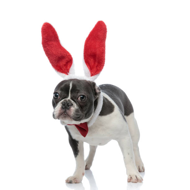 istock french bulldog with bunny ears and red bowtie 1133535234