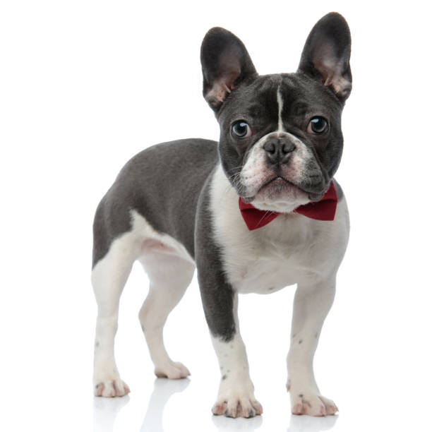 istock french bulldog with red bowtie standing 1133535323