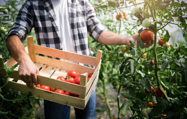 istock Worker harvests tomatoes in the greenhouse 1133536252