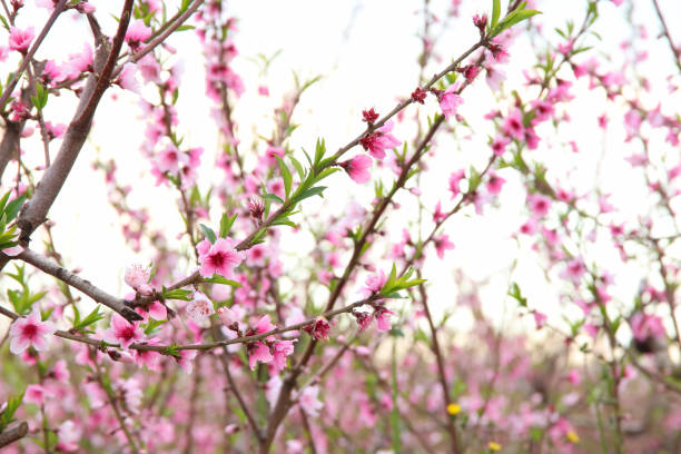 istock background of spring blossom tree with pink beautiful flowers. selective focus 1133536315