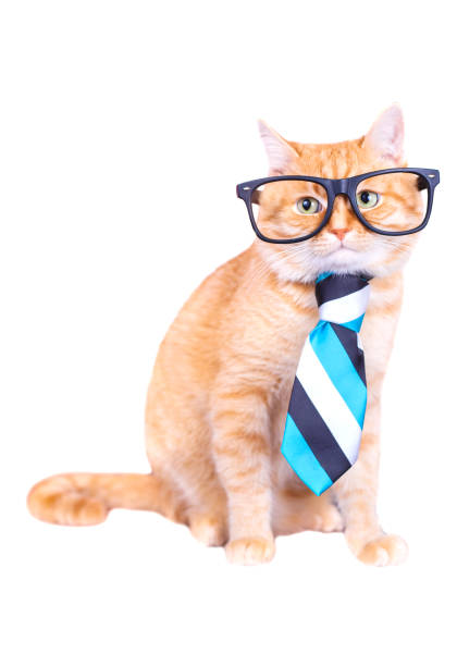 istock Cat with glasses and tie isolated on white background. Studio photo. 1133536482