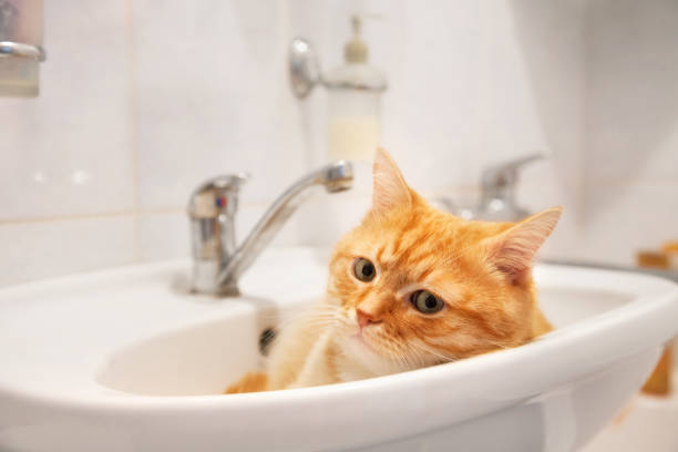 Red cat lying in the sink in the bathroom. - fotografia de stock