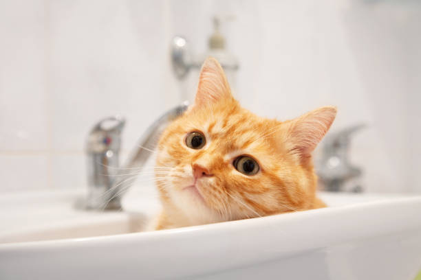 istock Red cat lying in the sink in the bathroom. 1133536495