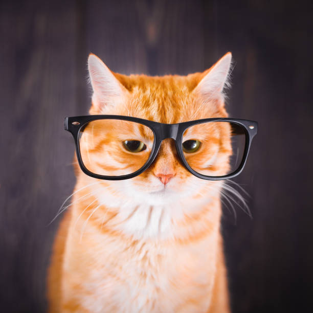 istock Domestic tabby cat with eyeglasses. 1133536498